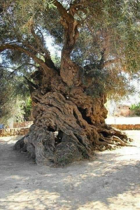 Omli Tree When This Olive Tree Sprouted | Leila World Blog