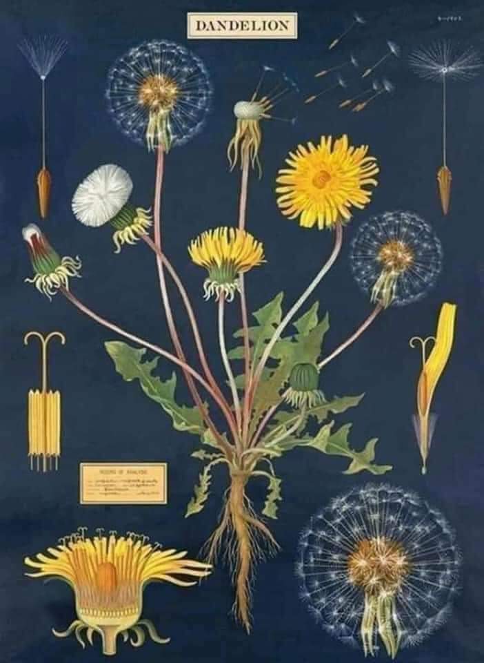 The Dandelion – Nature’s Little Helper For Your Garden | Leila World Blog